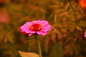 百日菊