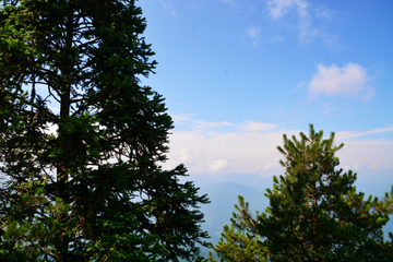 蓝天树木风景