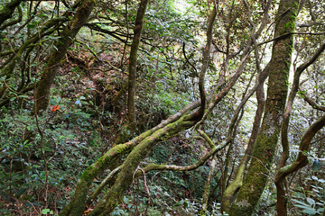 深山树木风景