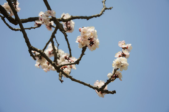 虬枝杏花满色春