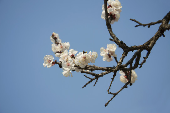 虬枝杏花满色春