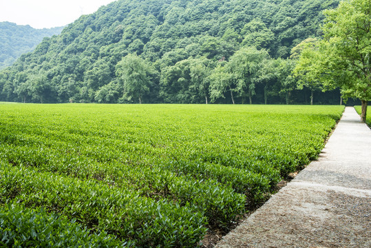 绿色茶园种植