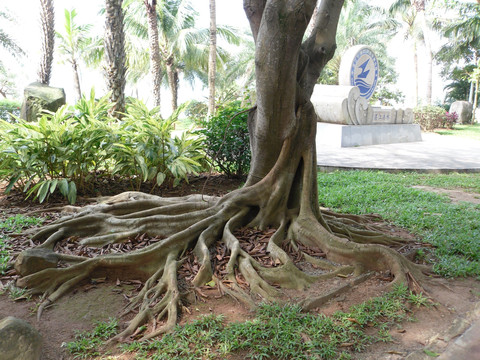 热带树根