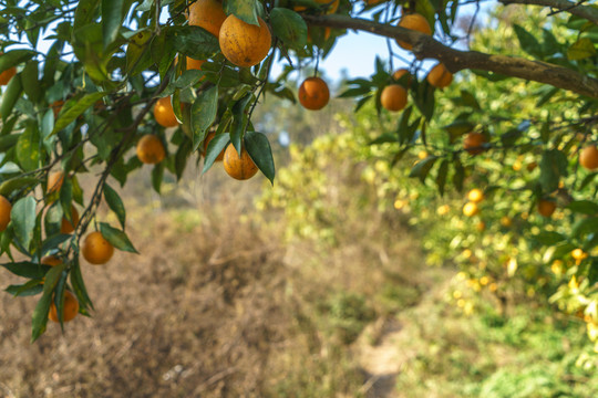 耙耙柑树柑橘树