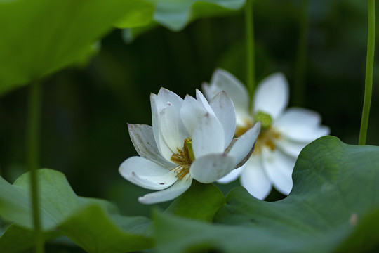 白色荷花