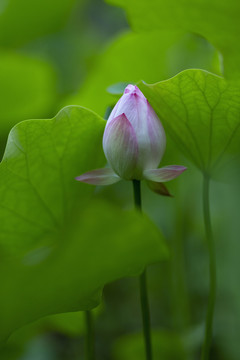 粉色荷花花苞