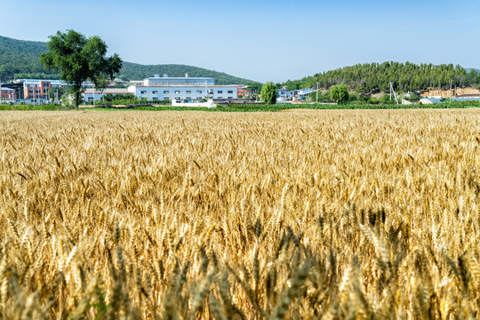 麦田