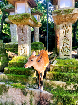 神鹿公园