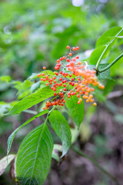 野生接骨草