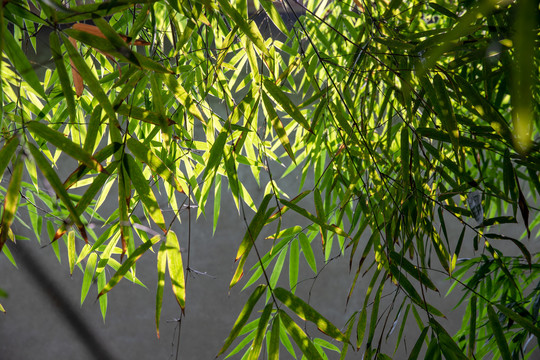 夏日鄉間的竹林