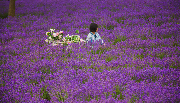 薰衣草