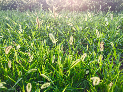 夕阳下的狗尾草