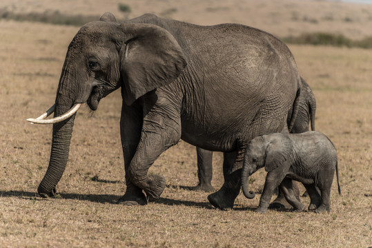 迁徙中的大象母子