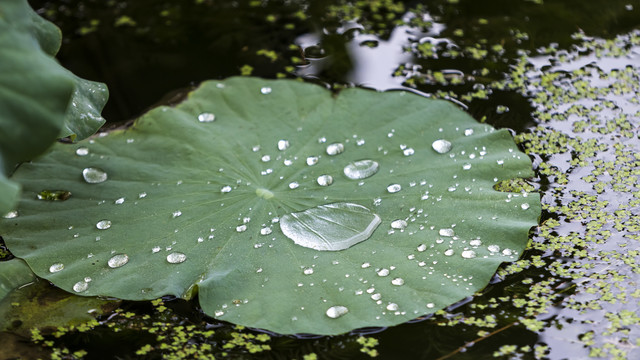 漂浮在水面带有水珠的莲叶