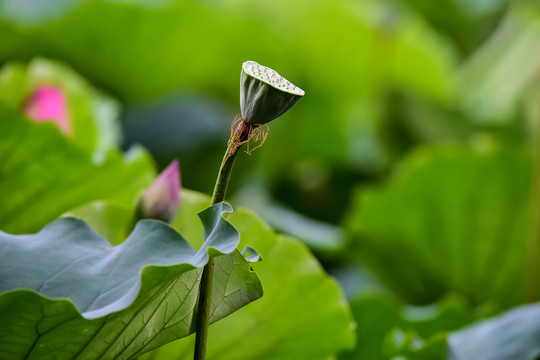 荷花莲蓬