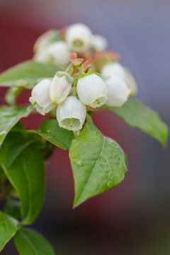 蓝莓花