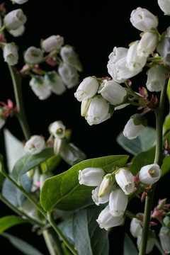 蓝莓花