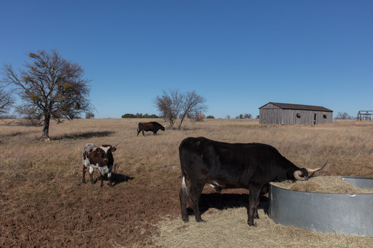 德克萨斯州奶牛农场