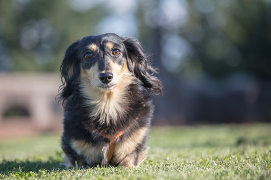 腊肠猎犬