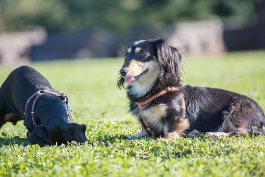 腊肠猎犬