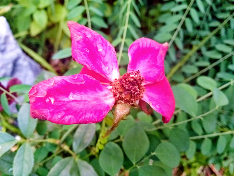 紫荆花