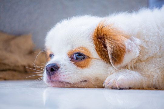 查理士王小猎犬