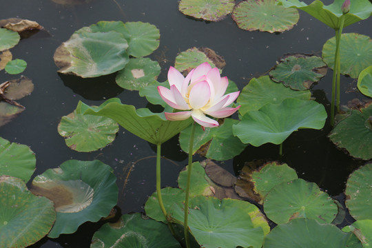 大湿地荷花莲花