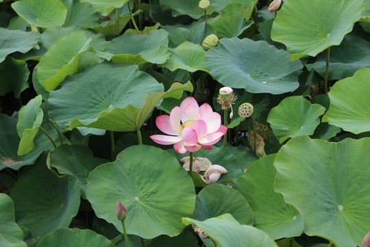 大湿地荷花池莲花