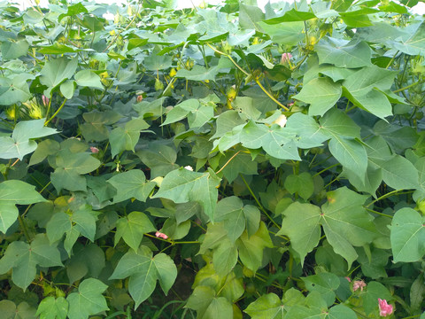 棉花棉花树