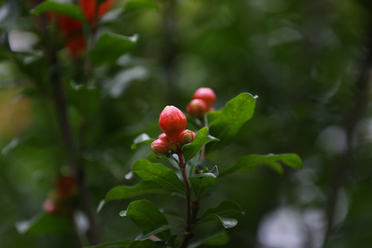 石榴花