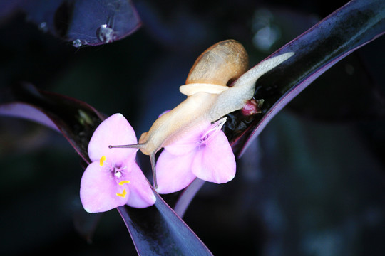 蜗牛和紫罗兰
