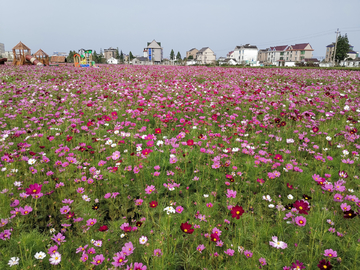 花海