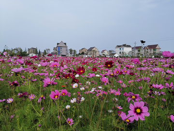 格桑花海