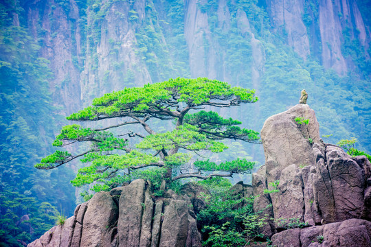 黄山奇石