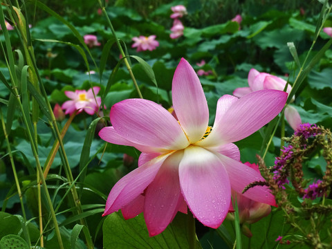 高清荷花