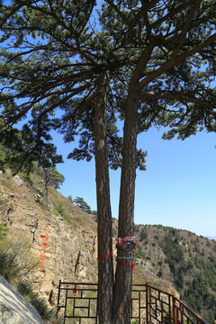 北岳恒山姐妹松