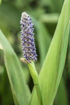 梭鱼草花蕾