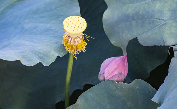 荷花花蕊