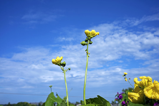 丝瓜花