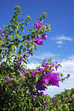 葉子花