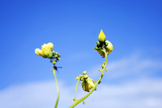 丝瓜花