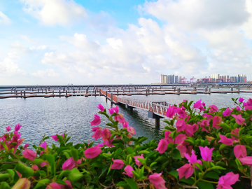 海边 叶子花