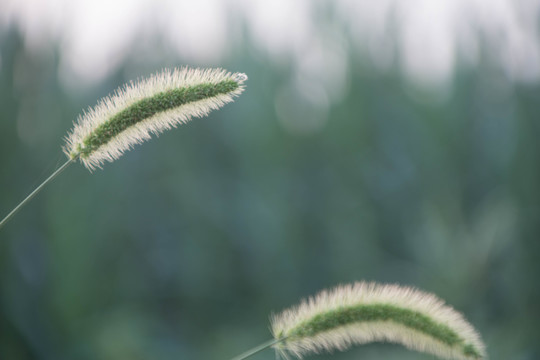 狗尾巴草