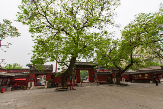 北京东岳庙庭院风光