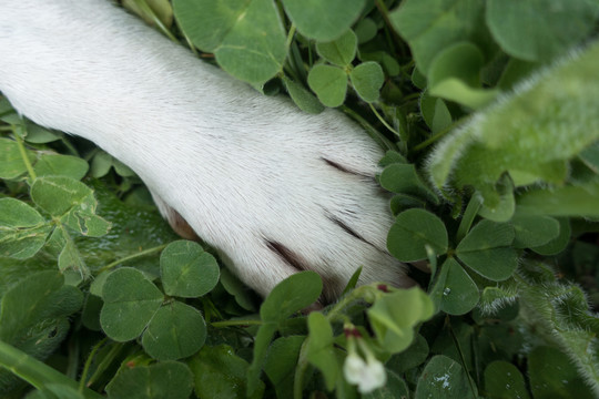 法国斗牛犬