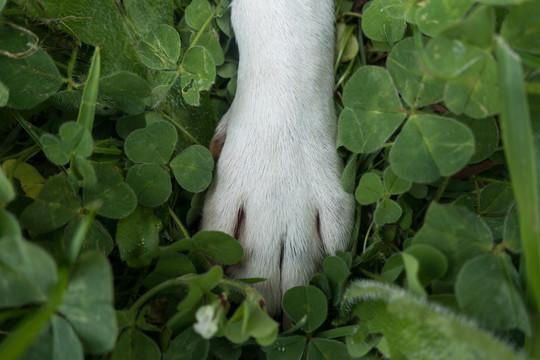 法国斗牛犬