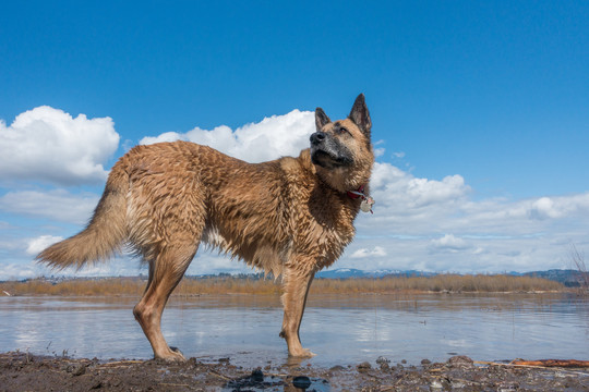 户外的德国牧羊犬