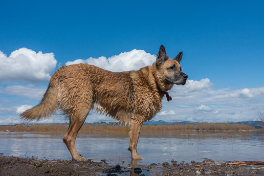 户外的德国牧羊犬