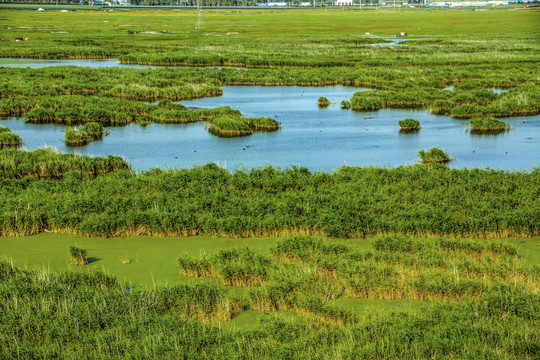 湿地沼泽