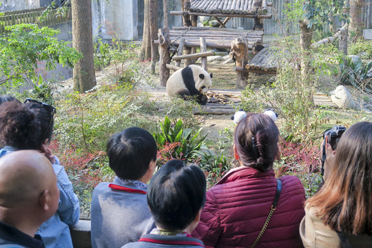 围观熊猫